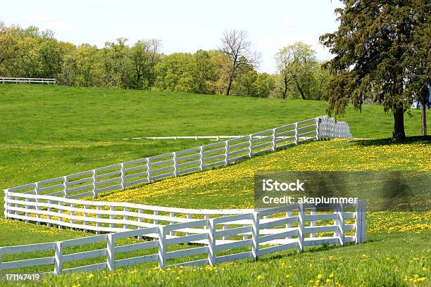 Dandelions En Un Caballo Rancho Foto de stock y más banco de imágenes de Valla - Límite - Valla - Límite, Caballo - Familia del caballo, De ascendencia europea