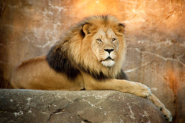 Multiple lions living their life at the zoo. Laying between their green and sandy surroundings.
