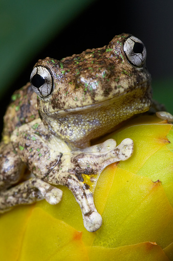 The Emerald Spotted Tree Frog from eastern Australia.  