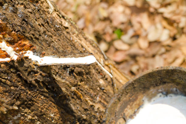 Close-up of Dropping rubber from tree in Thailand
