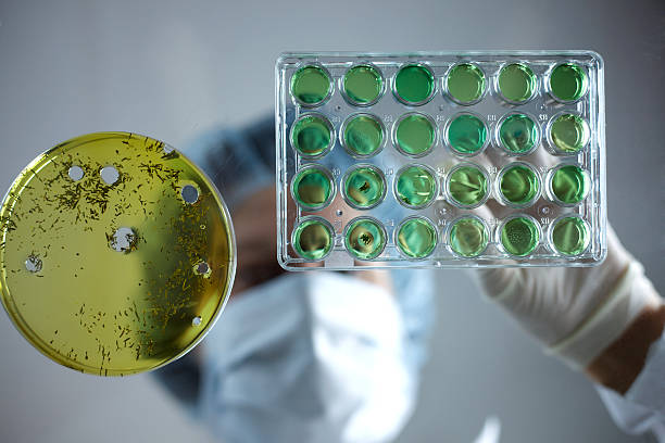 Investigación científica: Investigadora en la pipeta - foto de stock