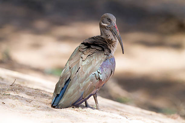 Hadeda Ibis, Samburu National Park, Kenya stock photo