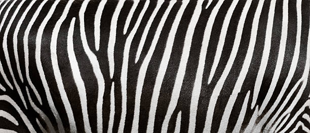 cebra rayas - zebra fotografías e imágenes de stock