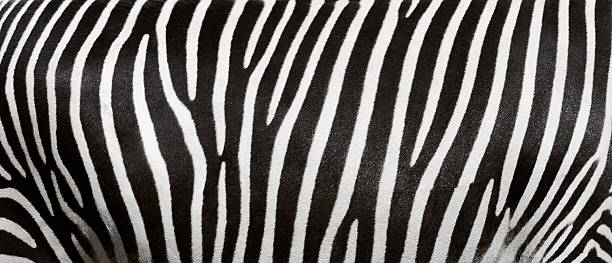 zebra stripes zebra detail zebra stock pictures, royalty-free photos & images