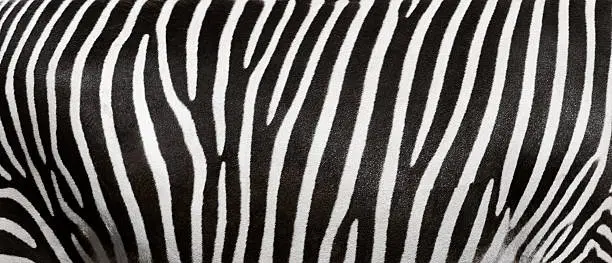 Photo of zebra stripes