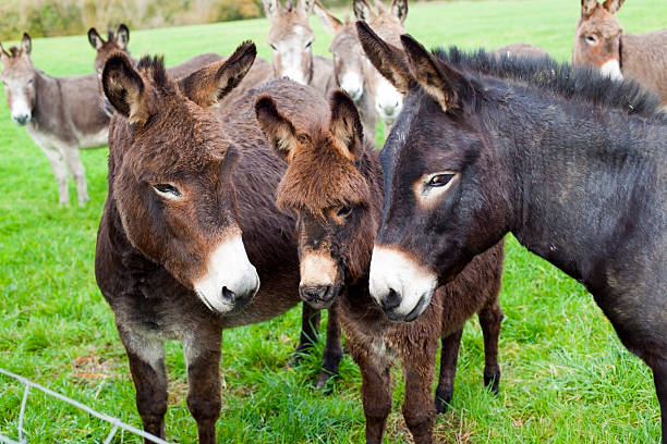 istock Herd of donkeys 171147781