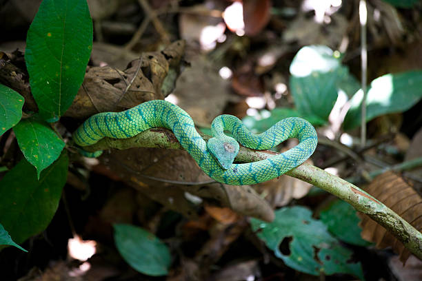 Sabah State, Borneo, Malaysia