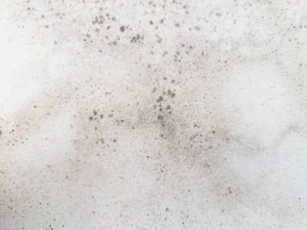 カビや真菌の問題を抱えた白い壁。湿気の問題 - mold damaged toxic mold mildew ストックフォトと画像