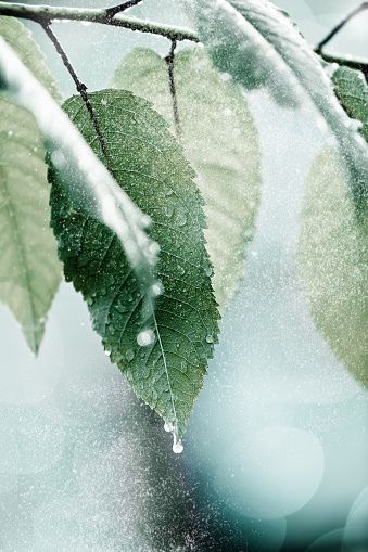 Tiny snow falling on a frozen leafs