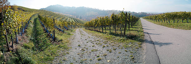 istock panorama of vineyard in fall 171148205