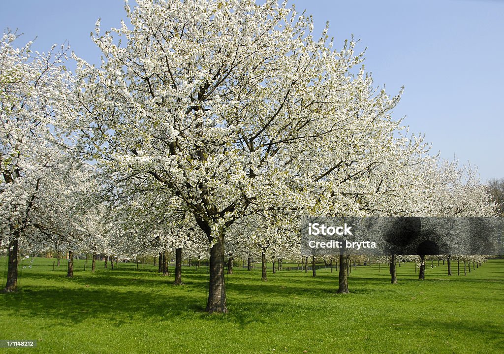 Fiorente Frutteto - Foto stock royalty-free di Bianco