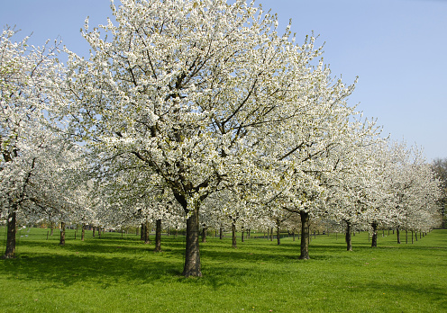 Blooming branches of apple tree on a background of blue sky, selective focus. Natural flowering background