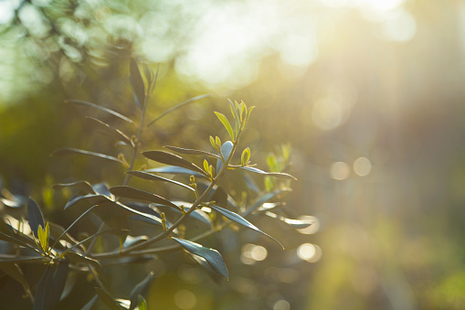 Olive branch against sunset sun, selective focus