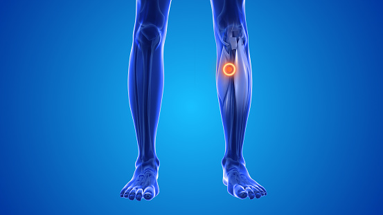 In the depression on the inner side of the calf and the inner and lower side of the knee (the inner and lower side of the tibia), on both the left and right legs. emulates the Spleen, helps open the passage of water as it promotes its circulation, and is an acupoint that can resolve Dampness. Dampness in TCM describes what happens when the Spleen and Stomach aren’t working in harmony. This affects digestion, the absorption of nutrients and water, and food metabolization.