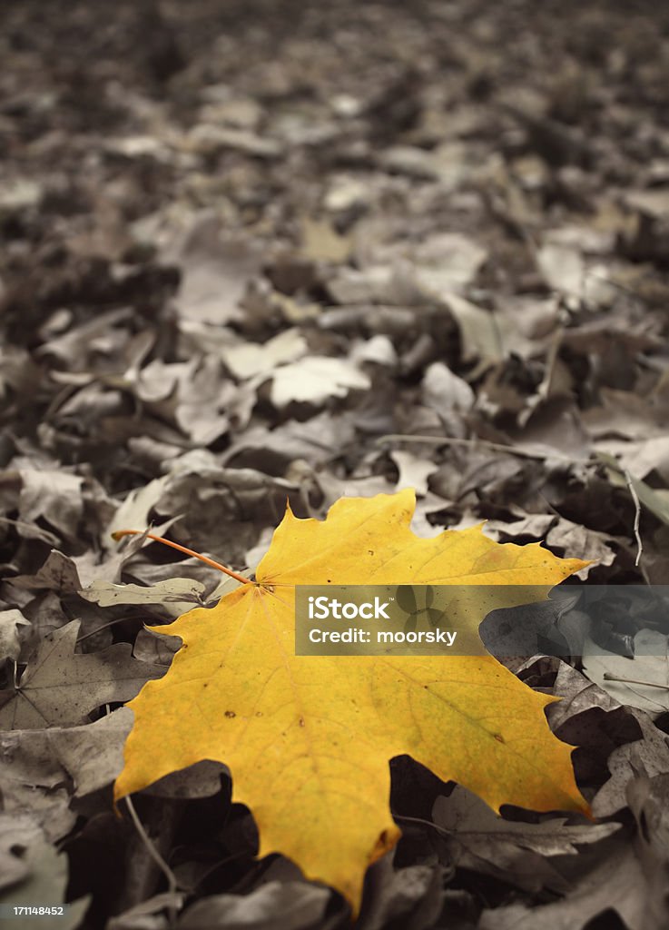 Hojas de otoño - Foto de stock de Aire libre libre de derechos