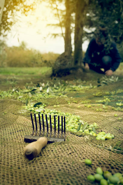 Tool to catch olives from the olives tree and tear them down to the groundOlives Harvesting & The Making of Olive Oil LIGHTBOX