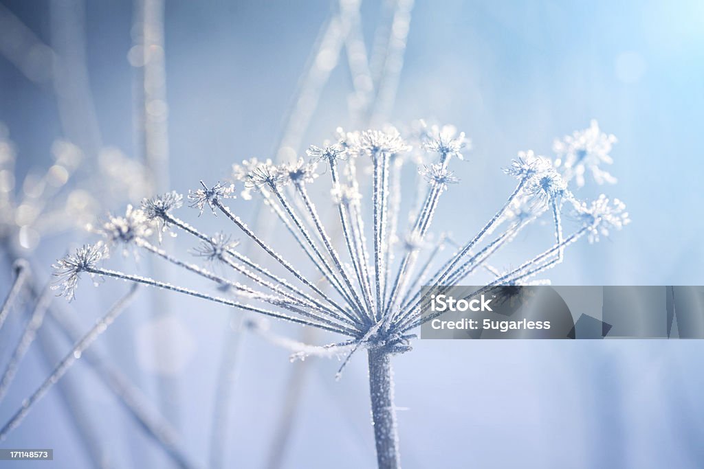 Jardin d'hiver - Photo de Arctique libre de droits