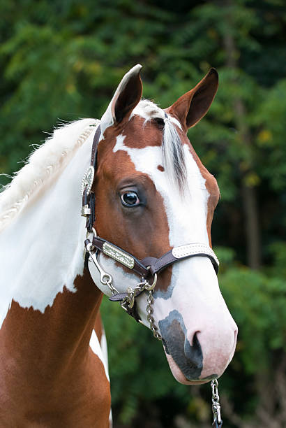 Stock photo head shot of a beautiful yearling paint horse, cleaned up for a horse show event.