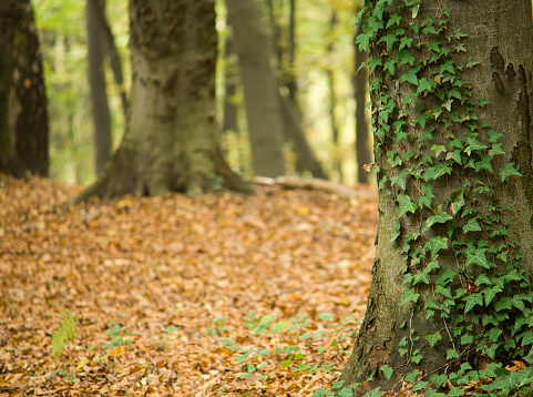 Beech tree forest in autumn. Ivy on the tree. (shallow depth of field)