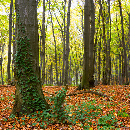 Upward wide angle view of a wooden tree