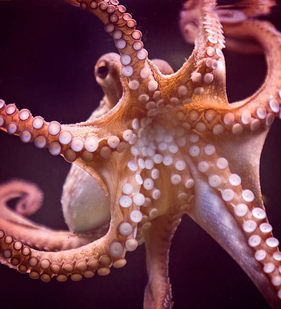 istock Octopus and tentacular suckers 171148999