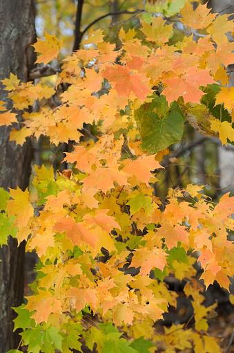 Maple tree changing colors in a forest in Michigan. Taken at Stony Creek Metro Park outside of Detroit..To see some of my personal favorites,  please visit my lightbox.