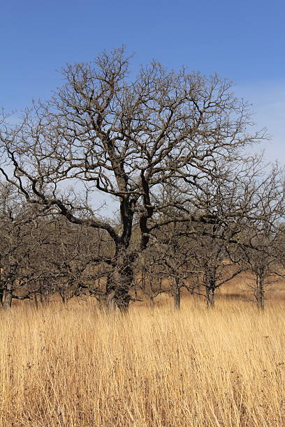 Alberi di quercia Savanna - foto stock