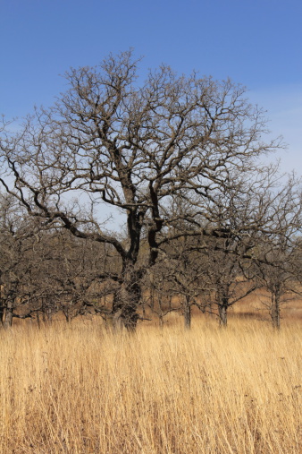 Oak trees at the edge of a savanna.