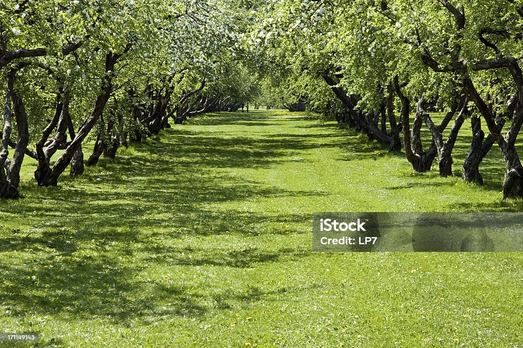 Apple orchard - Lizenzfrei Apfelgarten Stock-Foto