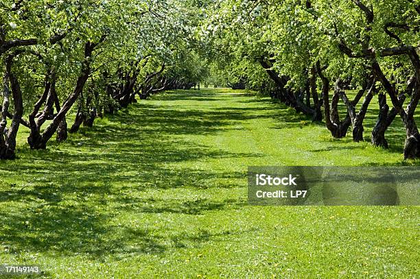 Pomar De Macieiras - Fotografias de stock e mais imagens de Pomar de macieiras - Pomar de macieiras, Macieira, Paisagem - Cena Não Urbana
