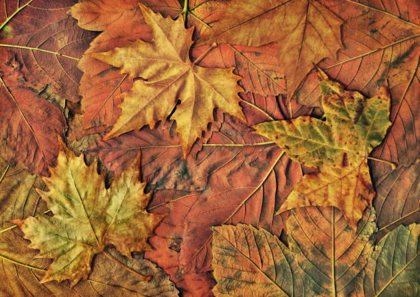 This is Large, High Resolution Scanned Image of Autumn Fallen Dry Maple Leaves. Three central Leaves are equipped with precise Clipping Path, and Isolated relative to Background Foliage, thus representing the excellent choice for implementation in various CG design projects. 