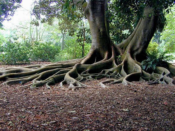 exotische wurzeln eines bay fig tree - root tree sarasota tropical climate stock-fotos und bilder