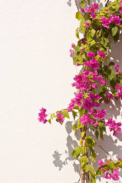 White wall background with pink summer flowers providing floral border
