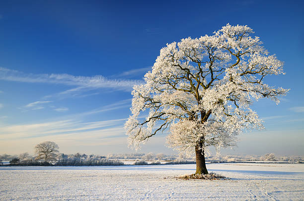 Winter Tree A winter landscape with large frost covered tree. XL image size. bare tree snow tree winter stock pictures, royalty-free photos & images