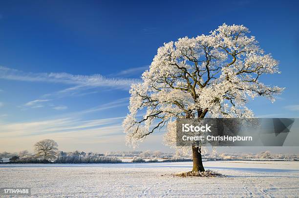 Зимнее Дерево — стоковые фотографии и другие картинки Зима - Зима, Зимнее солнцестояние, Снег