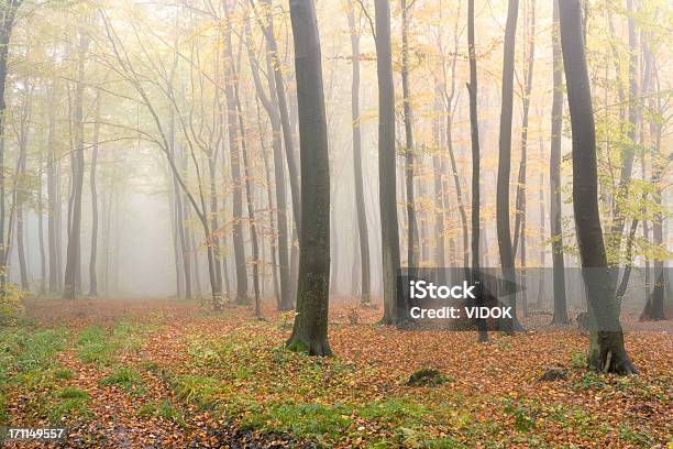 Beech Wald Stockfoto und mehr Bilder von Alt - Alt, Alterungsprozess, Ausgedörrt