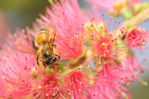 Honey bee at a flower