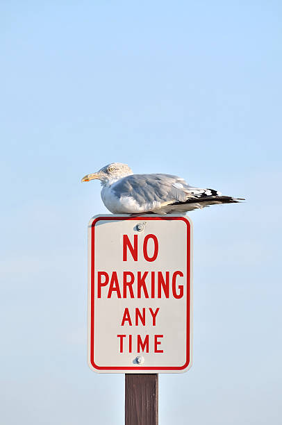 istock Herring Gull, Larus argentatus, Perched On Sign 171149669