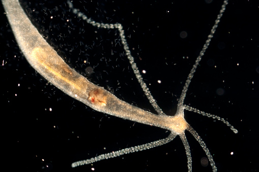 Hydra oligactis micrografía photo