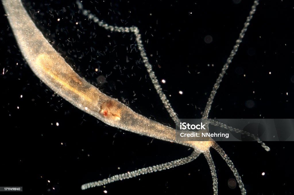 Hydra oligactis Microscopie - Photo de Hydraire libre de droits