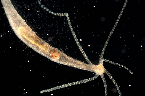 Hydra oligactis micrograph stock photo