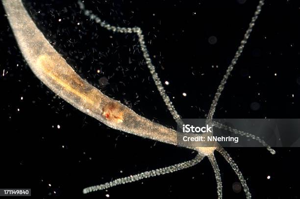 Foto de Hydra Oligactis Micrografia e mais fotos de stock de Hidra - Corais Pólipos - Hidra - Corais Pólipos, Animal, Cnidário