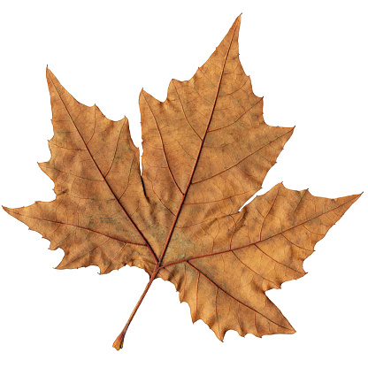 This is Large, High Resolution Scanned Image of Autumn Dry Maple Leaf, isolated on White Background and equipped with precise Clipping Path, thus representing the excellent choice for implementation in various CG design projects. 