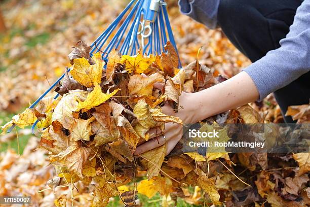 Foto de Raking Folhas e mais fotos de stock de Ancinho - Equipamento de jardinagem - Ancinho - Equipamento de jardinagem, Folha, Mulheres