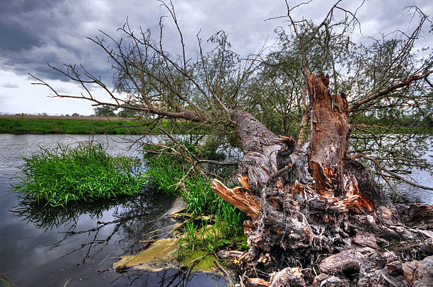 hdr のハヴェル川の典型的な柳の木プロークンた - untere havel ストックフォトと画像