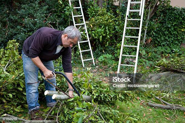 Homem Árvore De Podar - Fotografias de stock e mais imagens de Cortar - Atividade - Cortar - Atividade, Ramo - parte de uma planta, Escada - Objeto manufaturado