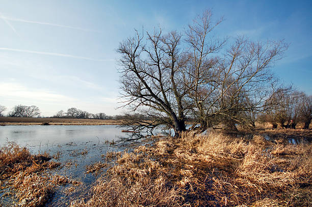 hdr 一般的な柳の木 - untere havel ストックフォトと画像