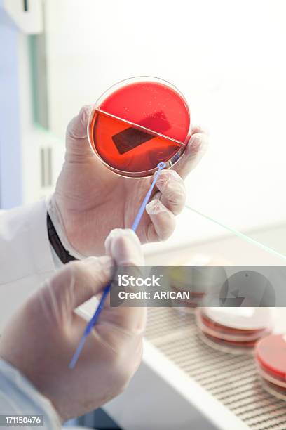 과학자 작업 세포 배양 페트리 접시에 대한 스톡 사진 및 기타 이미지 - 페트리 접시, DNA, 건강관리와 의술