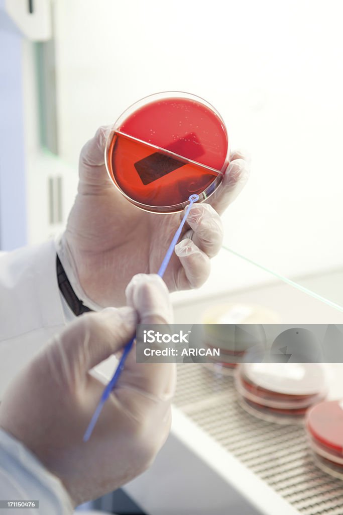 Ученый работает с культурой клеток - Стоковые фото Чашка Петри роялти-фри