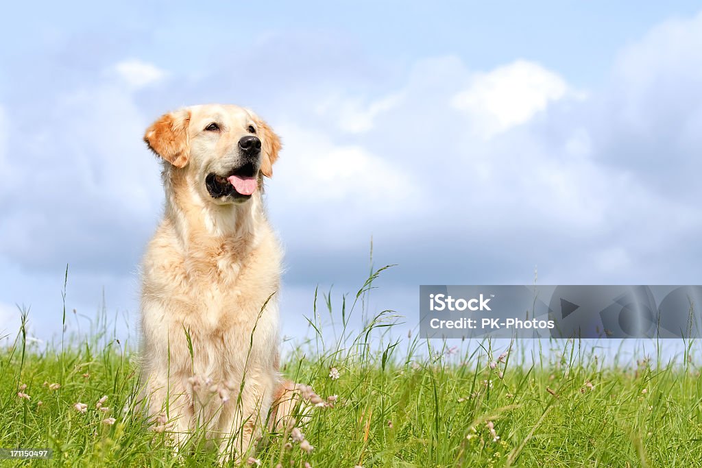 Golden Retriever retrato - Foto de stock de Perro libre de derechos